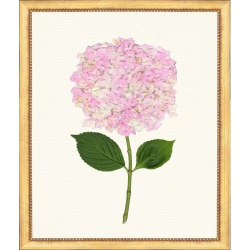 TLC- HYDRANGEA 20  20 X 24